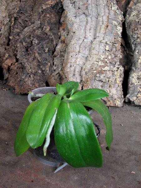 Phalaenopsis amboinensis 'Nicole'.JPG