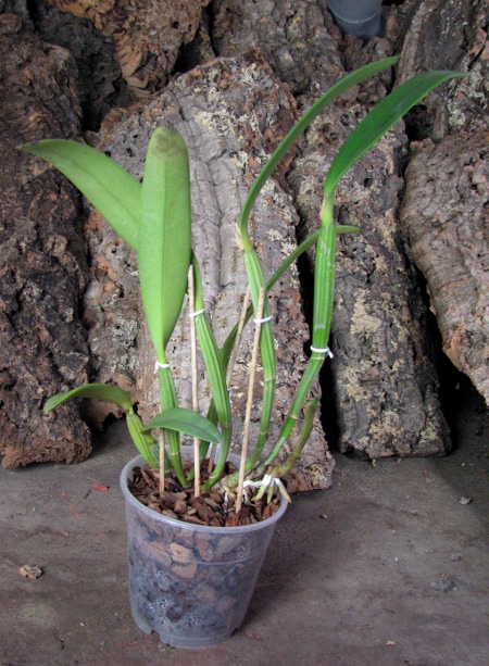 Cattleya lueddemanniana tipo 'Royal Flash' x Cattleya lueddemanniana tipo 'Drago'.JPG
