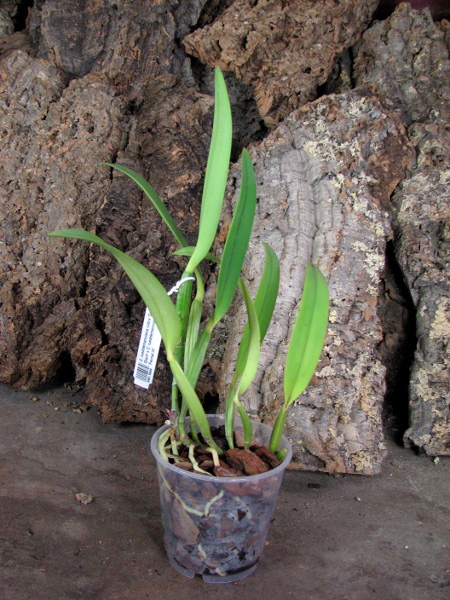 Cattleya lueddemanniana rubra 'Dark Giant' x Cattleya lueddemanniana escura 'Fennel IX'.JPG