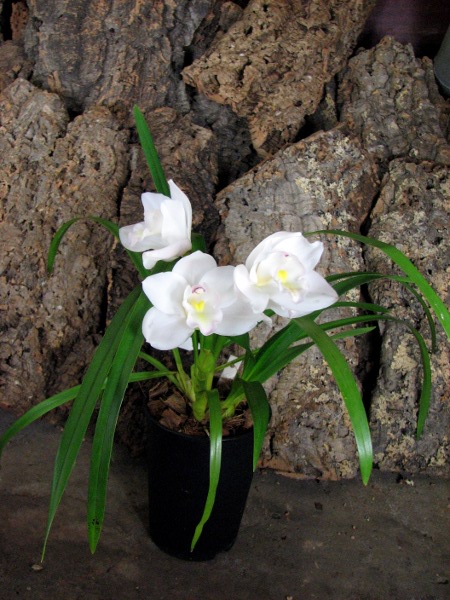 Cymbidium Lovely Smile 'Angel'.JPG