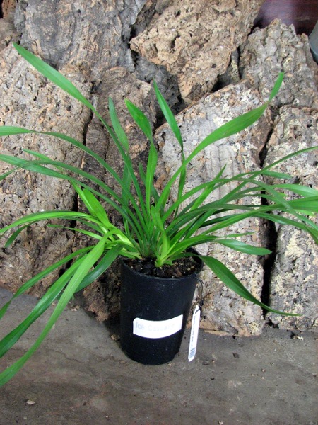 Cymbidium Sarah Jean 'Ice Cascade'.JPG