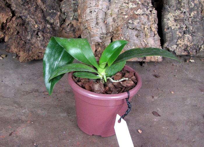 Phalaenopsis corningiana.JPG