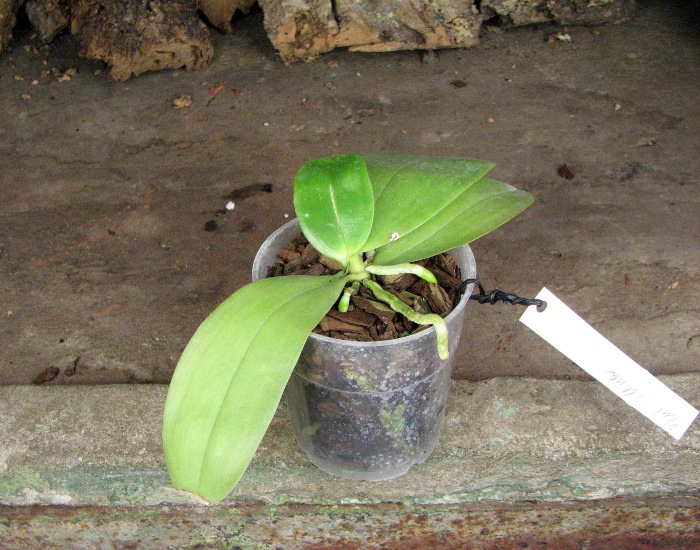 Phalaenopsis bellina.JPG