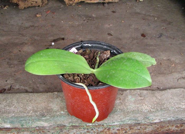 Phalaenopsis bellina (wild) x Phalaenopsis bellina (wild).JPG