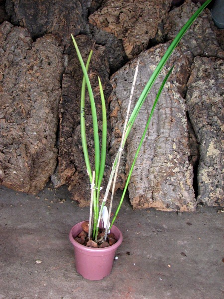 Brassocattleya Amethyst (Laelia purpurata x Brassavola cucullata).JPG