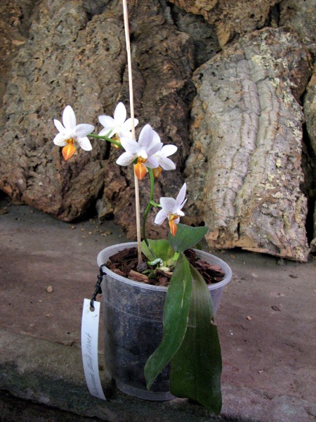 Молодое растение листья немного выгорели на солнце в летний период.