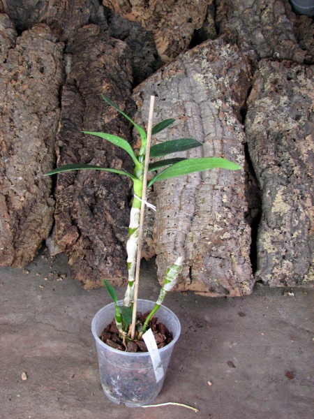 Dendrobium Oriental Smile 'Fantasy'.JPG