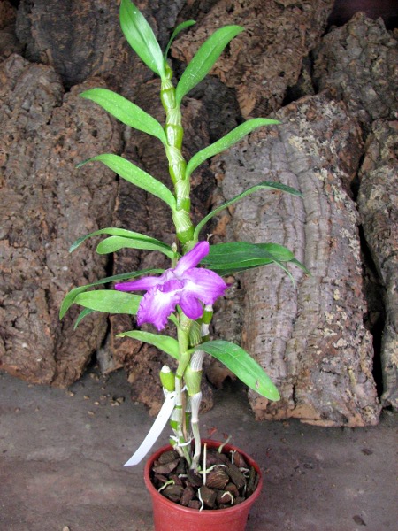Dendrobium Red Emperor 'Prince'.JPG