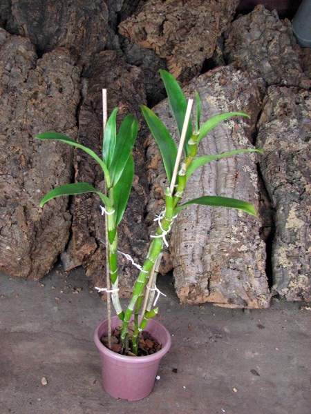 Dendrobium Super Dream 'Flame'.JPG