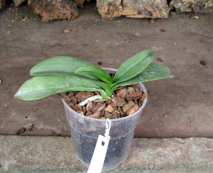 Doritaenopsis Sogo Chabstic.JPG
