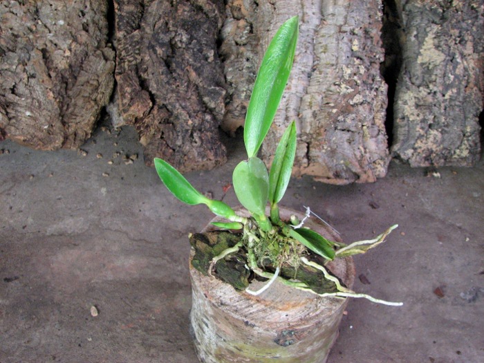 Laelia jongheana alba (Z-88) x Laelia jongheana suavissima.JPG