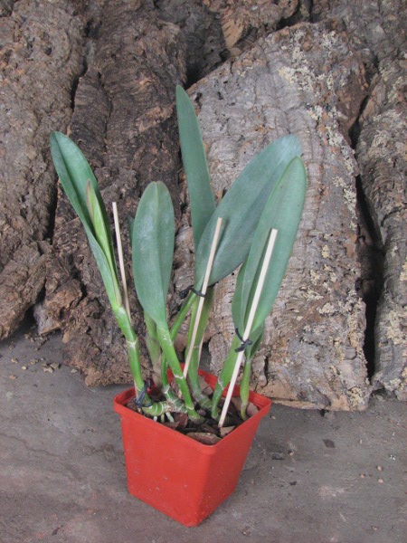 Brassavola Aristocrat (Brassavola glauca x digbyana).JPG