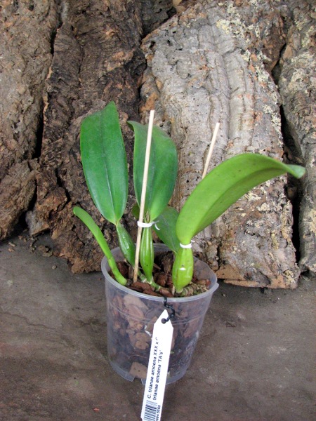 Cattleya trianae amoena XXX x Cattleya trianae amoena 'TA's'.JPG