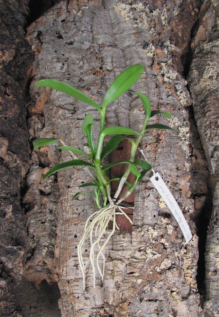 Dendrobium Gold Papillon 'Liberty Bell'.JPG