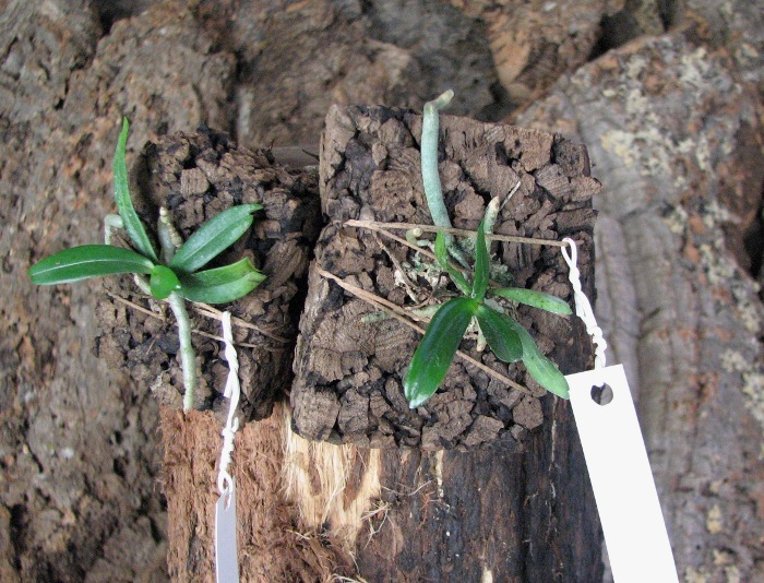 Aerangis rhodosticta.JPG