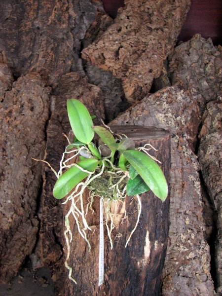 Laelia alaori escura x self.JPG