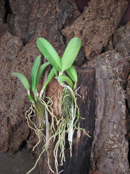 Laelia jongheana.JPG