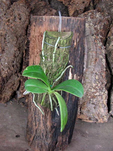 Phalaenopsis lueddemanniana.JPG