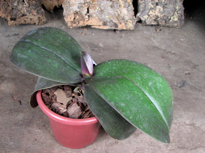 Phalaenopsis Penang x Phalaenopsis gigantea.JPG