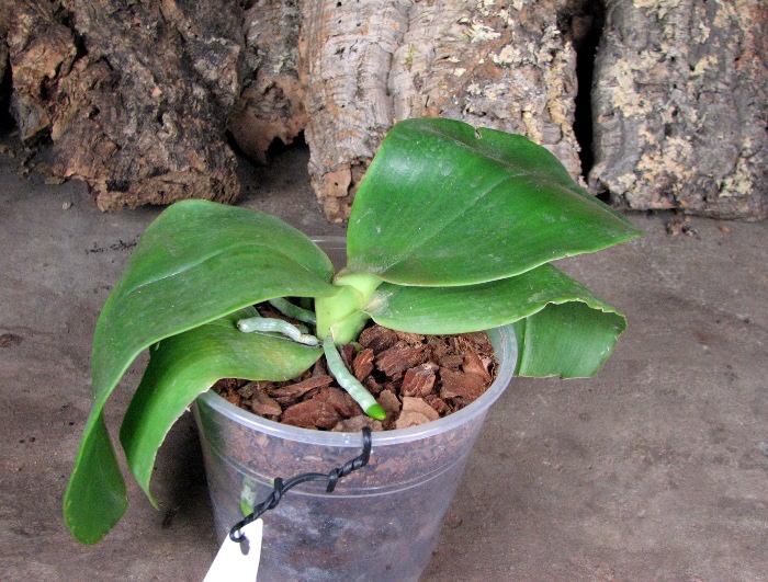 Phalaenopsis Ohl Flame 'Yung Ho' (Princess Kaulani x gigantea).JPG