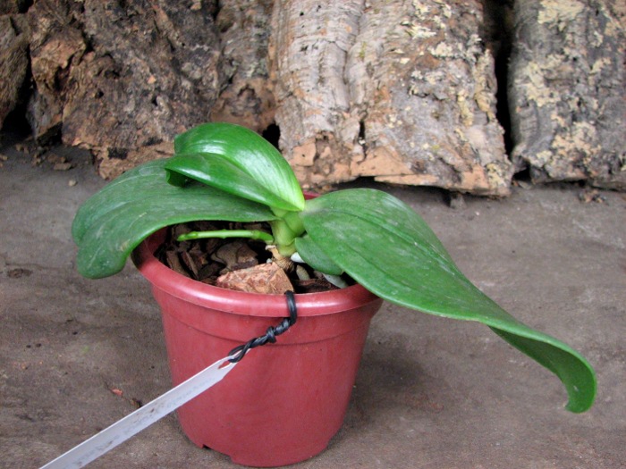 Растение в размере B/S.