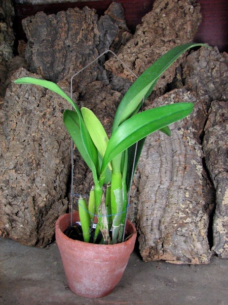 Brassolaeliocattleya Young Kong 'Sun No16'.JPG