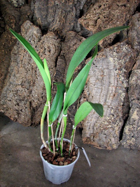Brassocattleya Golf Green 'Hair Pig' (Cattleya Moscombe x Brassavola digbyana).JPG