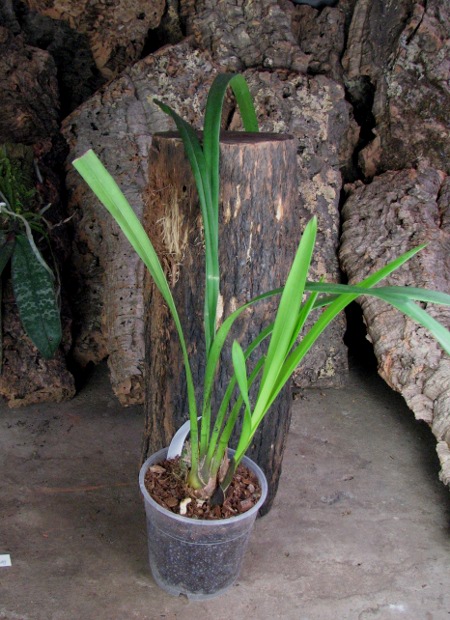 Cymbidium Lucky Gloria 'Chusanne'.jpg