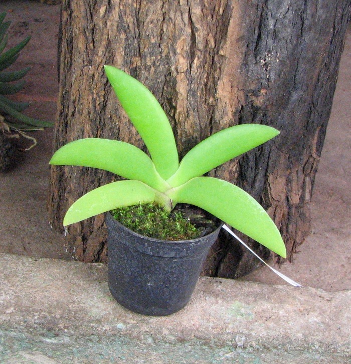 Angraecum leonis.JPG