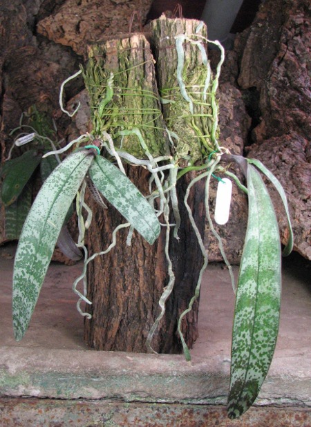 Phalaenopsis schilleriana.JPG