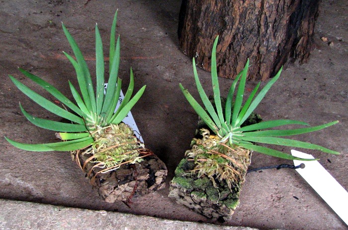 Ornithocephalus inflexus.JPG