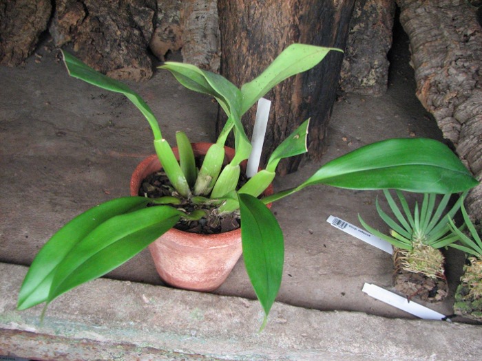 Trichopillia Senne Star (tortilis 'large' x turialbae 'alpha').JPG