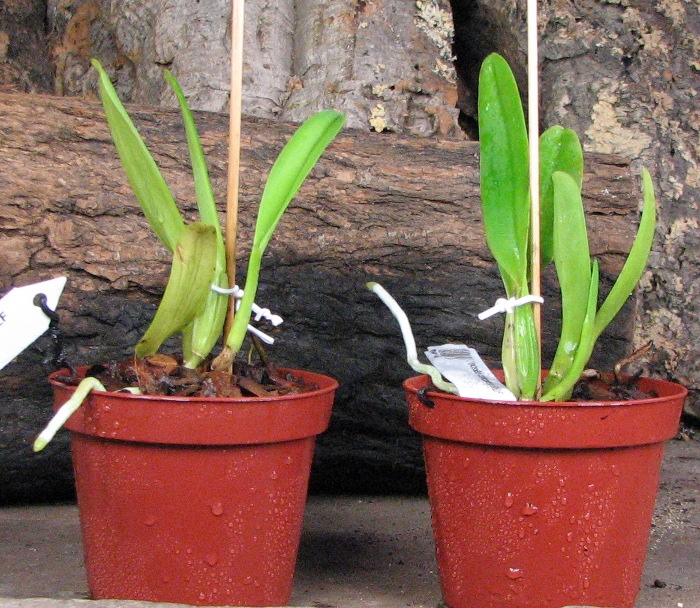 Cattleya mossiae concolor x SELF.JPG