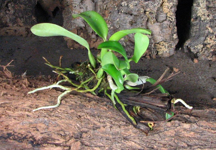 Laelia alaori alba 'Snow Flakes' x Laelia alaori alba 'SC'.JPG