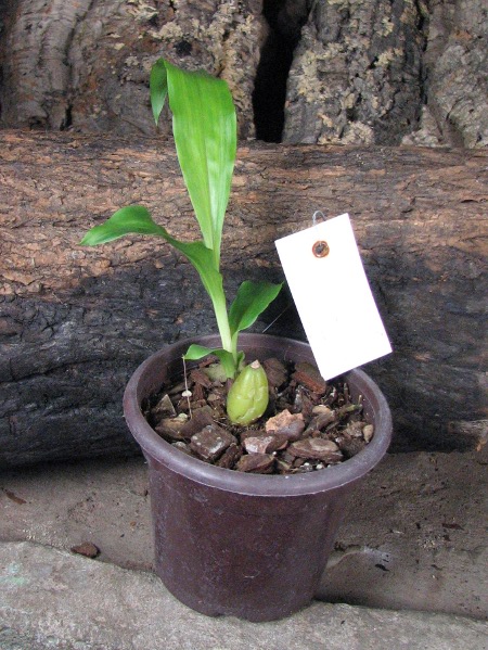 Angulocaste Olympus Rex.JPG