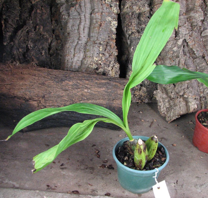 Angulocaste 'Suprice'.JPG