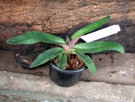 Paphiopedilum malipoense 'Bear-11b' x fairrieanum.JPG
