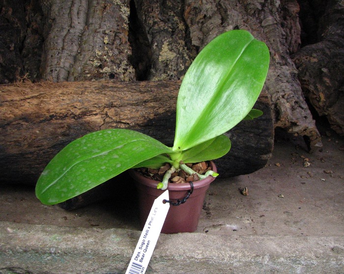 Doritaenopsis Sogo Meili x Phalaenopsis Ld's Bear Queen.JPG