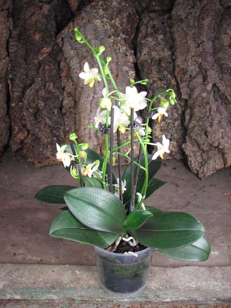 Phalaenopsis Mini Mark 'Maria Teresa'.jpg