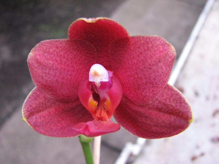Phalaenopsis Sogo Lawrence x Phalaenopsis Kung's Red Cherry.jpg