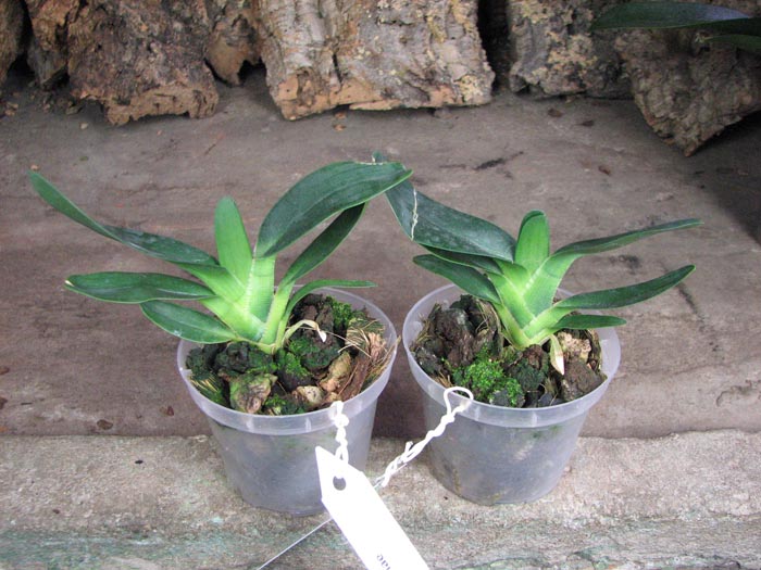 Angraecum magdalenae.jpg