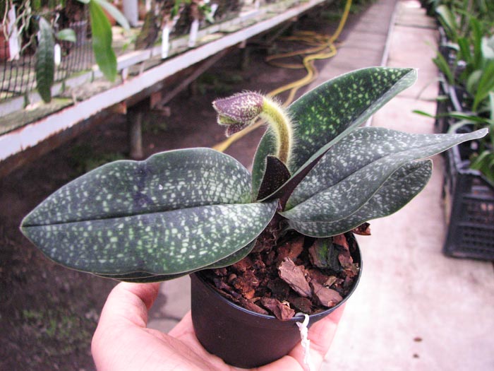 Paphiopedilum Magic Lantern.jpg