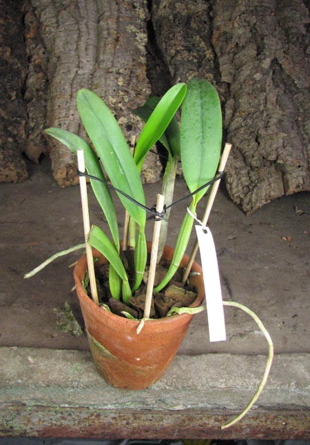 Cattleya lueddemanniana escura x Cattleya lueddemanniana 'America'.jpg