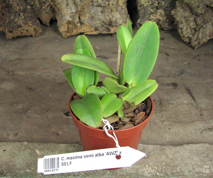 Cattleya maxima semi alba.jpg