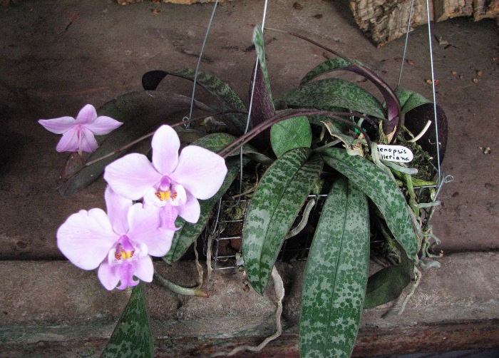 Орхидея Phalaenopsis schilleriana. 5 растений в одной корзине!
