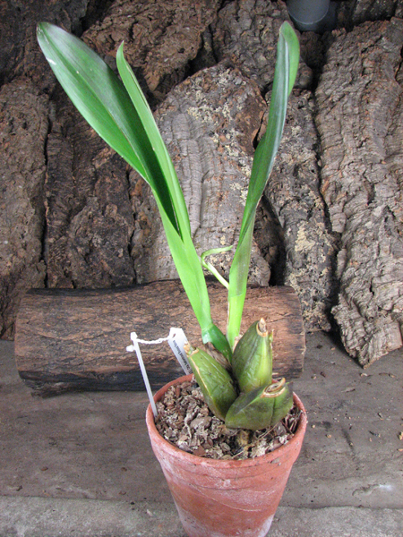 Odontioda Nationhood Bossa Nova.jpg