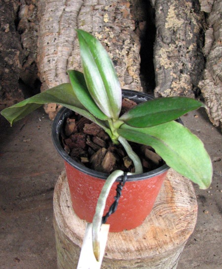 Phalaenopsis Sogo Lawrence x (Phalaenopsis Sogo Lawrence x Phalaenopsis Yungho Princess Gelb).JPG