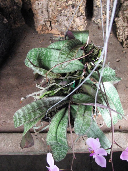 Phalaenopsis schilleriana5_2.JPG