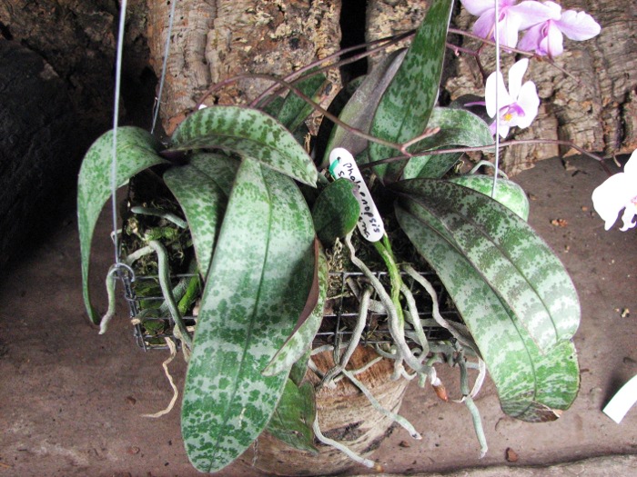 Phalaenopsis schilleriana5_1.JPG