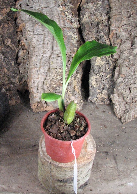 Anguloa clowesii.JPG